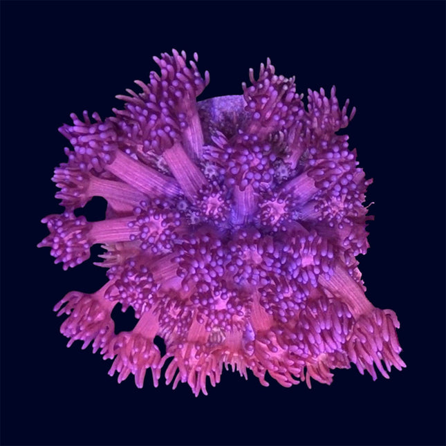Small Goniopora Frag - A60