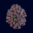 Small Goniopora Frag - A71