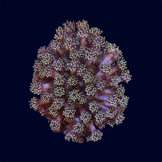 Small Goniopora Frag - A71