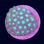 Small Goniopora Frag - B22