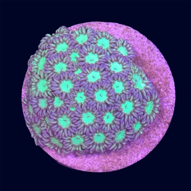 Small Goniopora Frag - B22