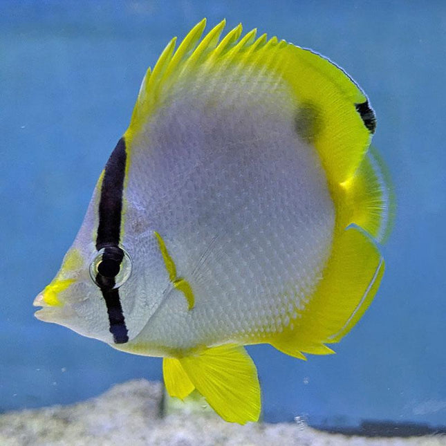 Spotfin Butterfly (Atlantic)