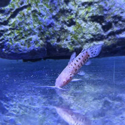 Spotted Hoplo Catfish - Albino
