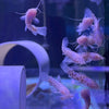 Spotted Hoplo Catfish - Albino