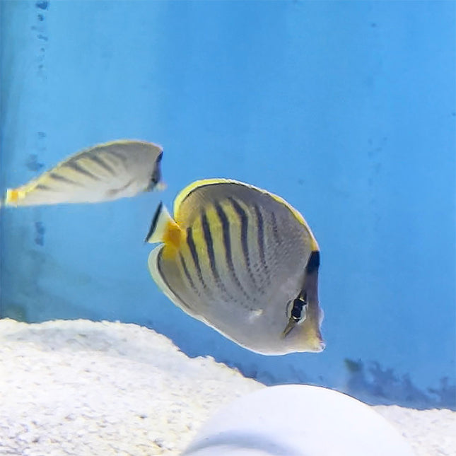 Sunset Butterflyfish