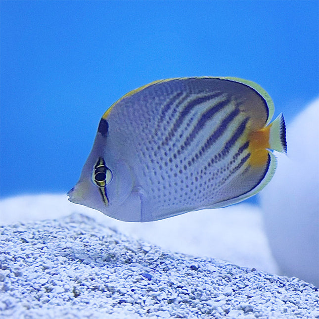Sunset Butterflyfish