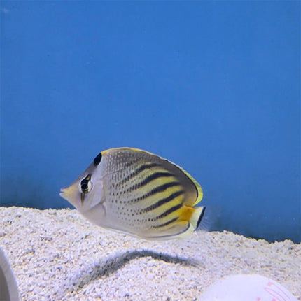 Sunset Butterflyfish