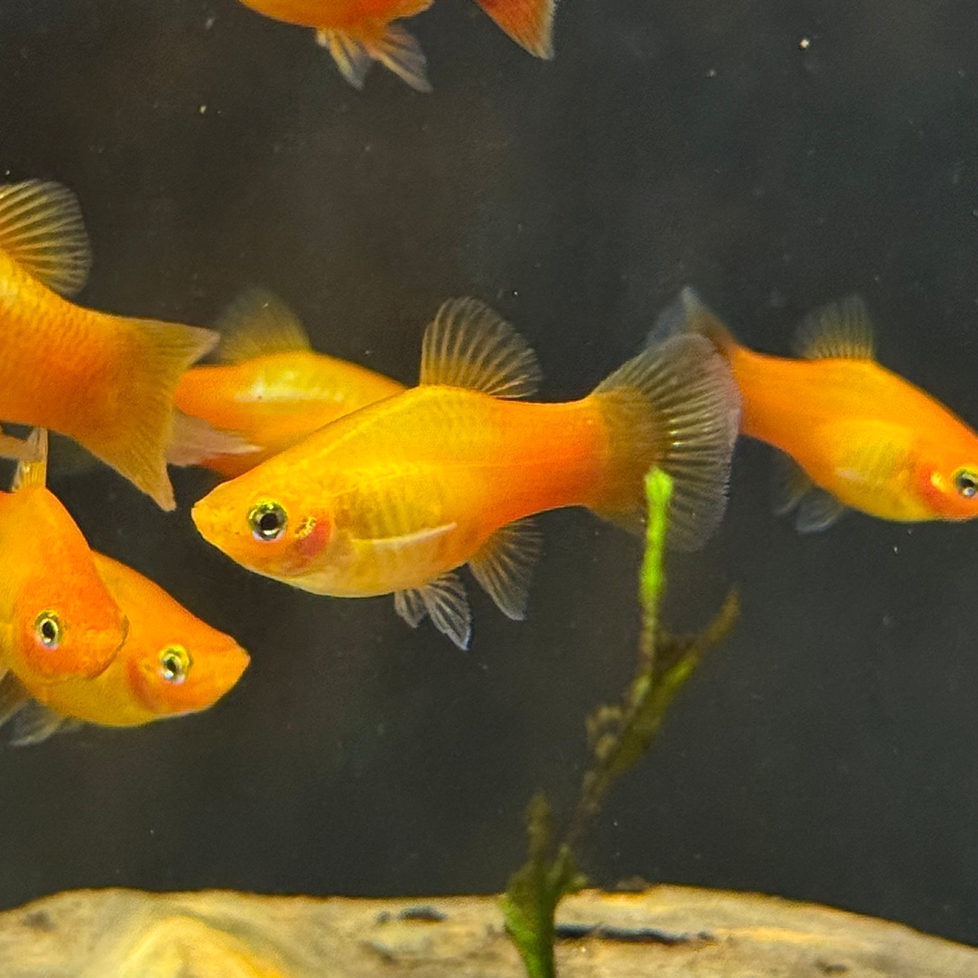 Sunset Platy