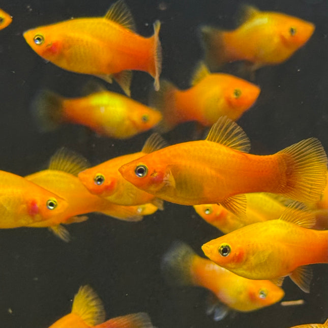 Sunset Platy