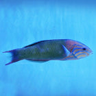 Sunset Wrasse