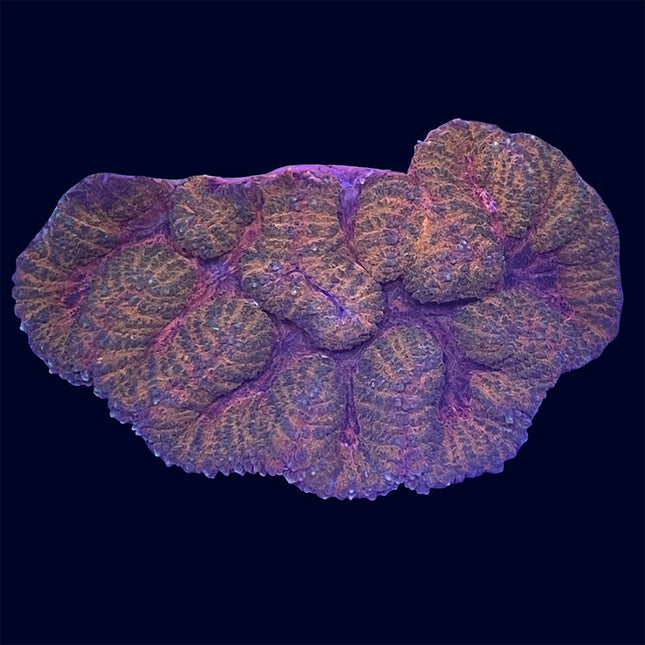 Symphyllia - Multicolor - A52