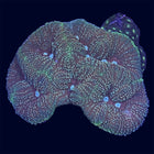 Symphyllia - Multicolor - B49