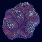 Symphyllia - Multicolor - B50