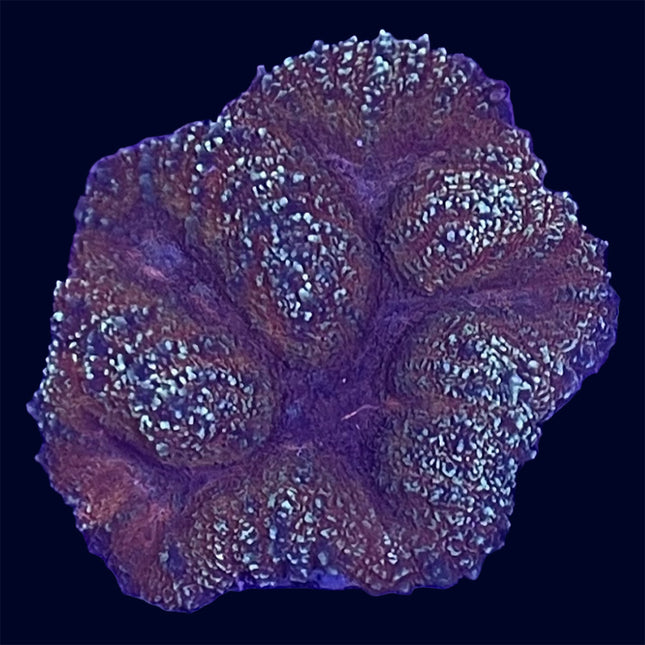 Symphyllia - Multicolor - B50