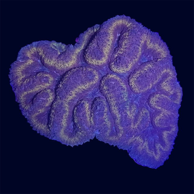 Symphyllia - Multicolor - C60