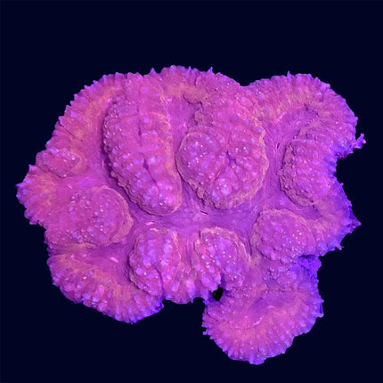 Symphyllia - Pink - C51