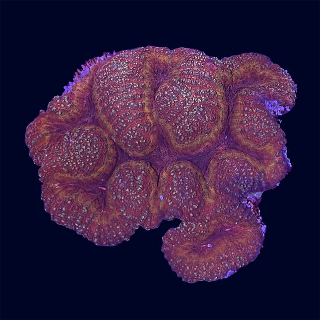 Symphyllia - Pink - C51