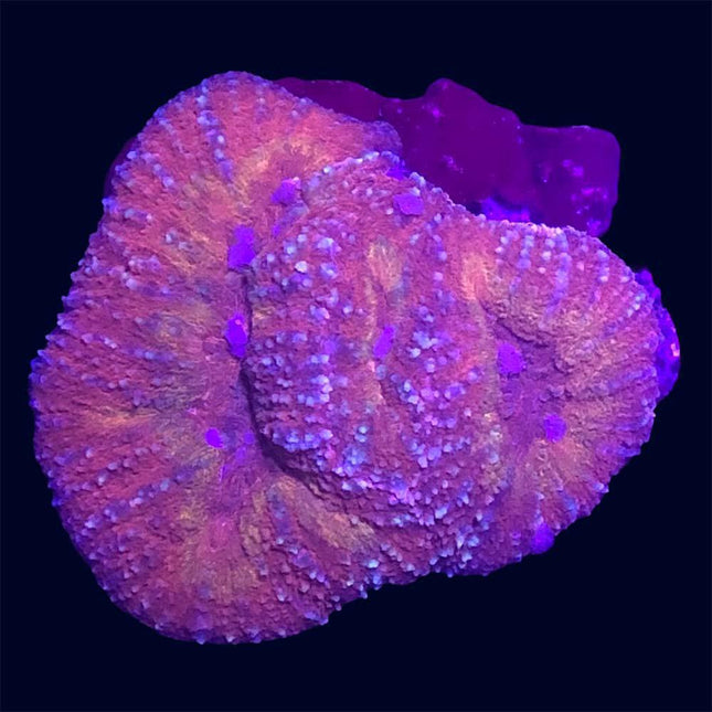 Symphyllia - Pink/Purple - A61