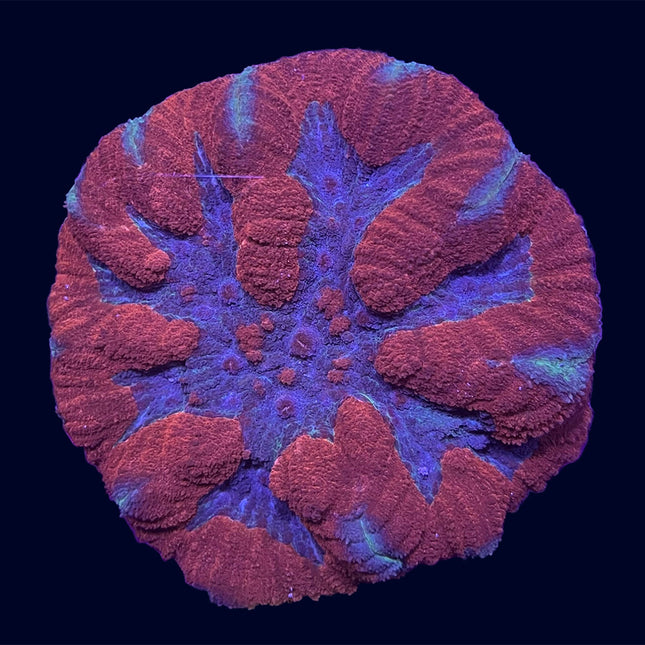 Symphyllia - Red/Blue - B4
