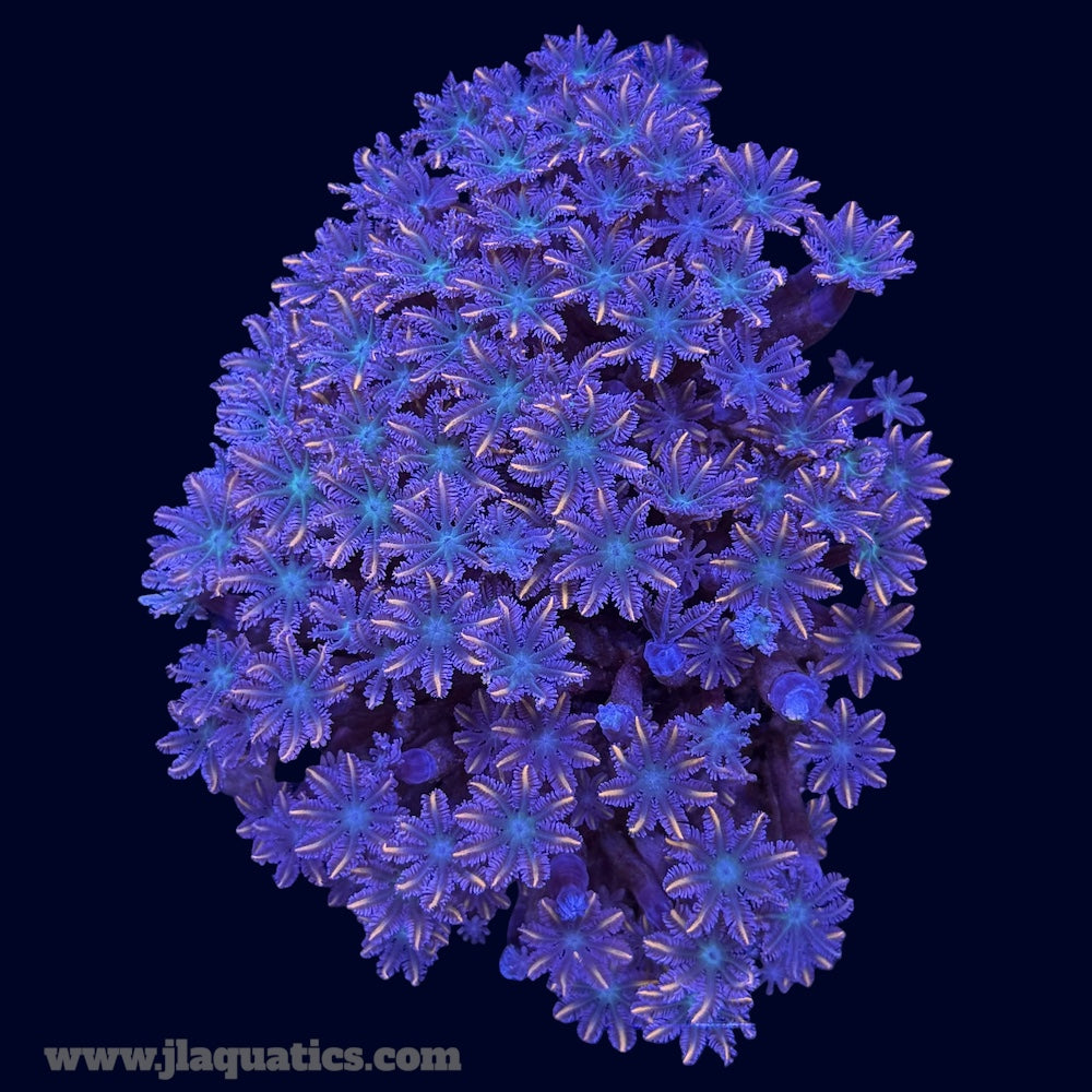 Gold Streak Clove Polyps - T3