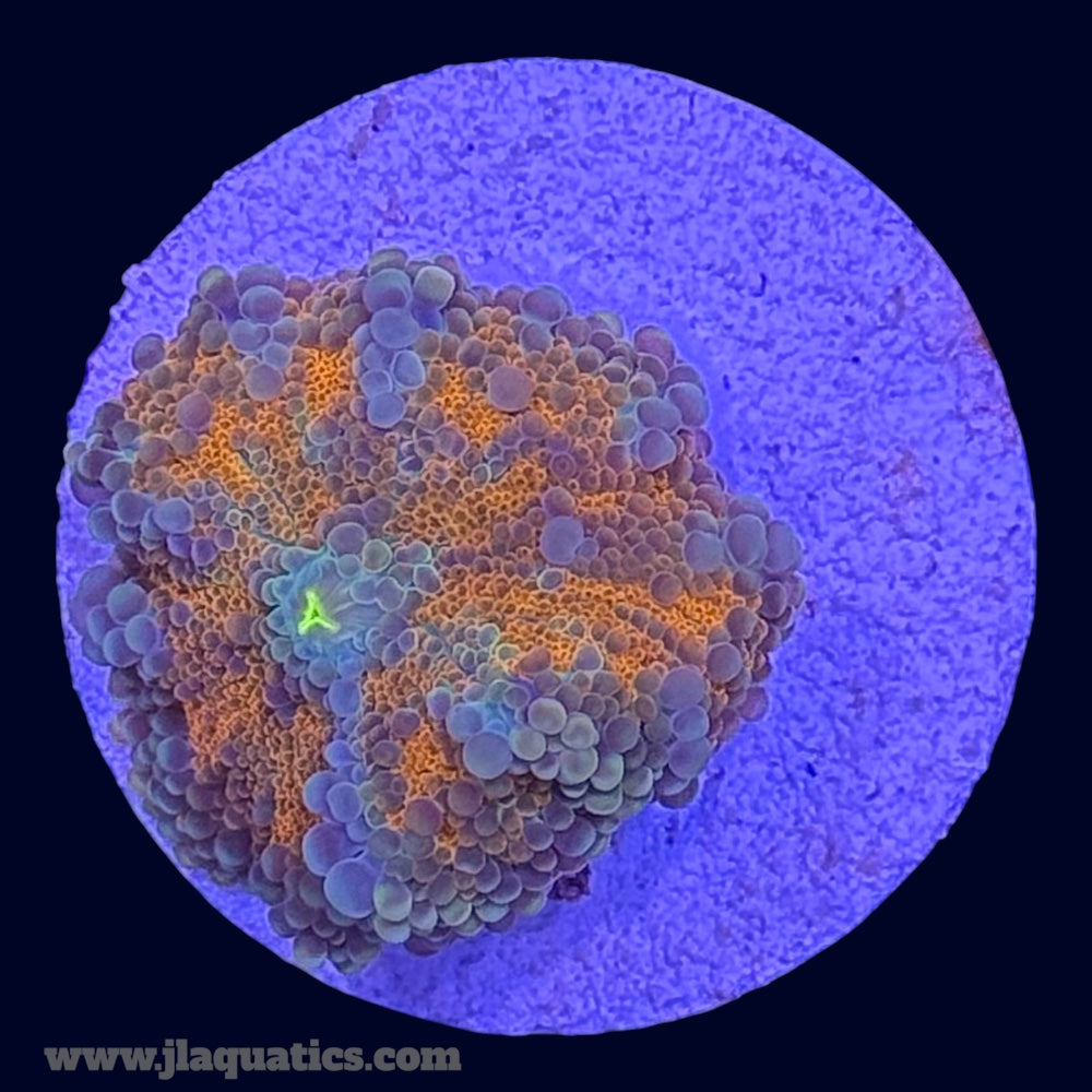 Orange Ricordea Yuma - T8