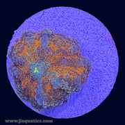 Orange Ricordea Yuma - T8