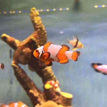 Tangerine Snowflake Clownfish