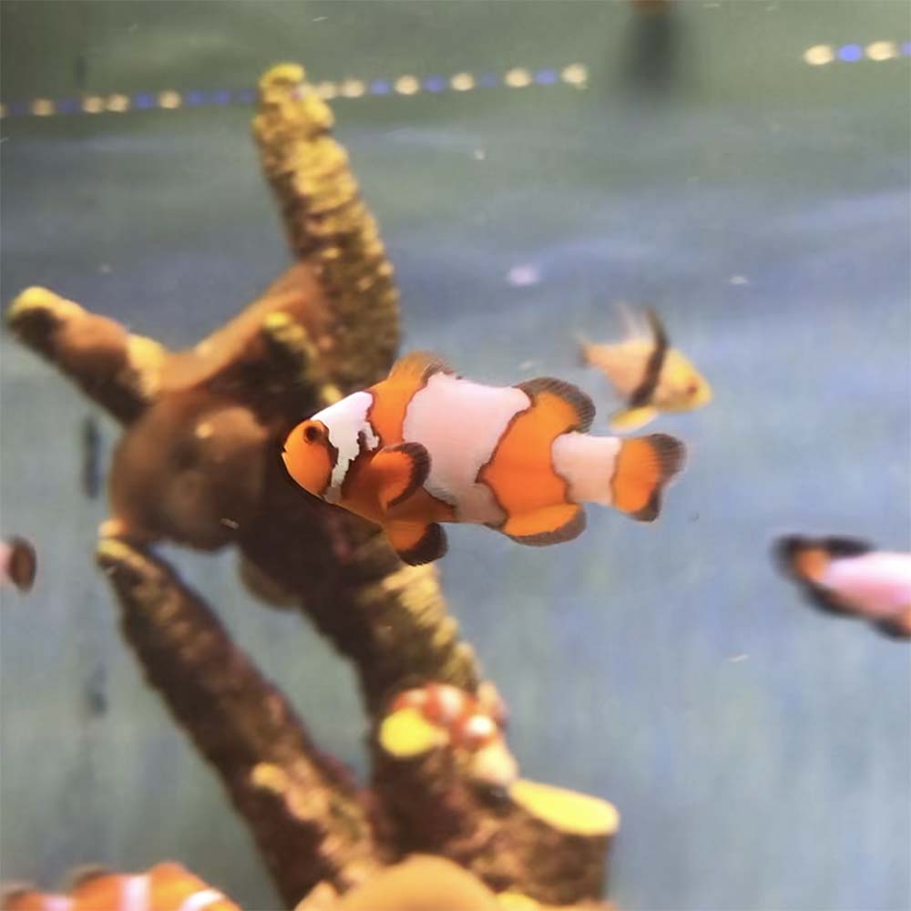 Tangerine Snowflake Clownfish