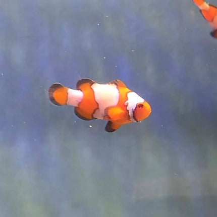 Tangerine Snowflake Clownfish