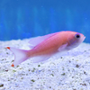 Thompson's Anthias