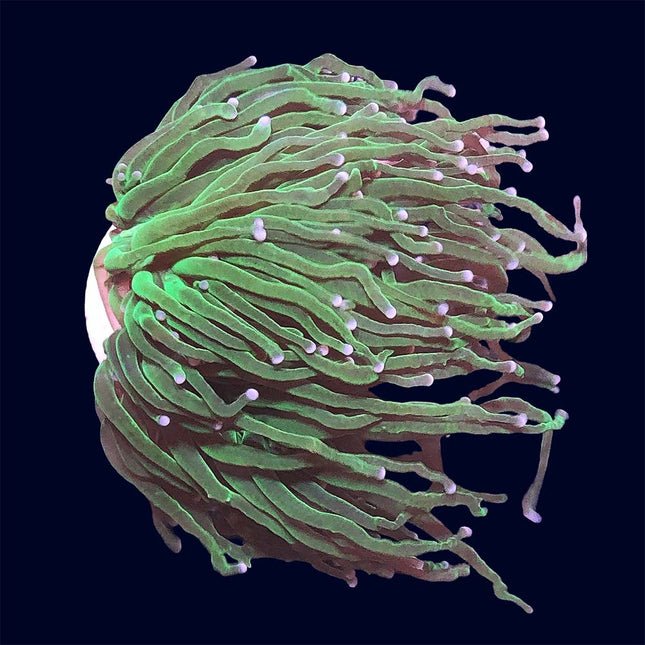 Torch Coral - Green - A40