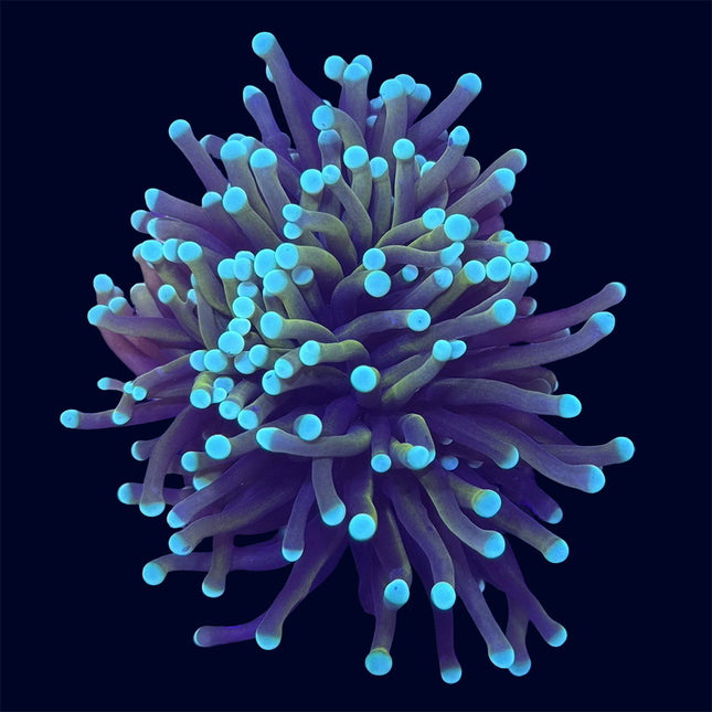 Torch Coral - Hellfire - A63