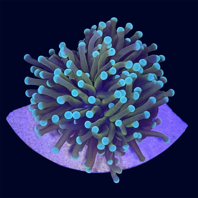 Torch Coral - Hellfire - A68