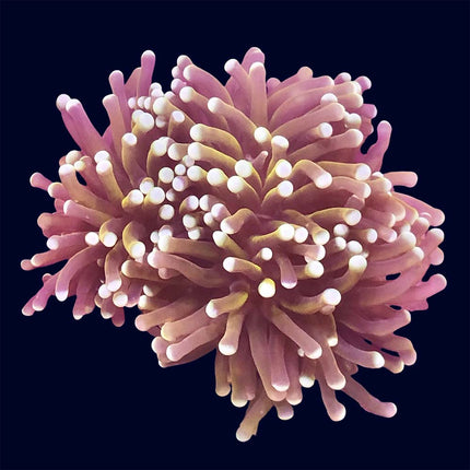 Torch Coral - Hellfire - B17