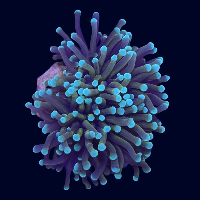 Torch Coral - Hellfire - B27