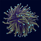 Torch Coral - Hellfire - B27