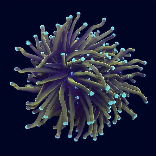 Torch Coral - Hellfire - B27
