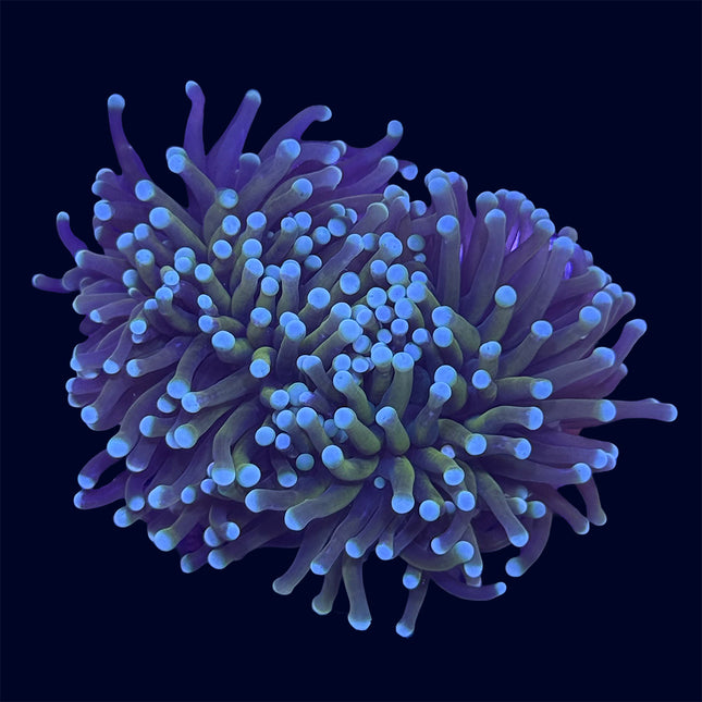 Torch Coral - Hellfire - B37