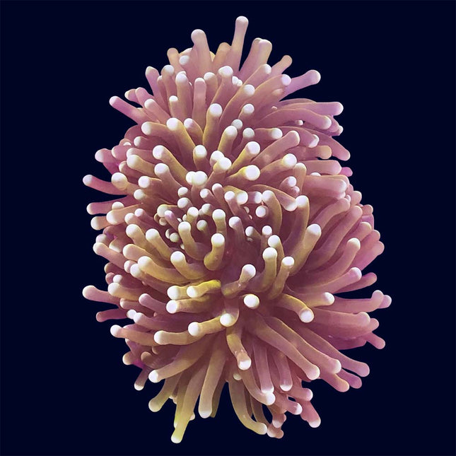Torch Coral - Hellfire - B37