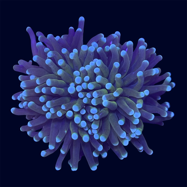 Torch Coral - Hellfire - B47