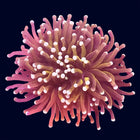 Torch Coral - Hellfire - B47