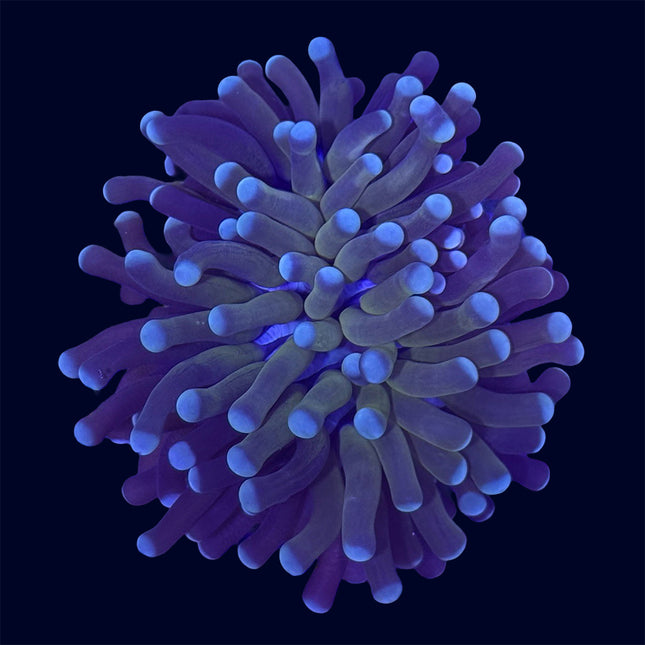 Torch Coral - Tiger - A49