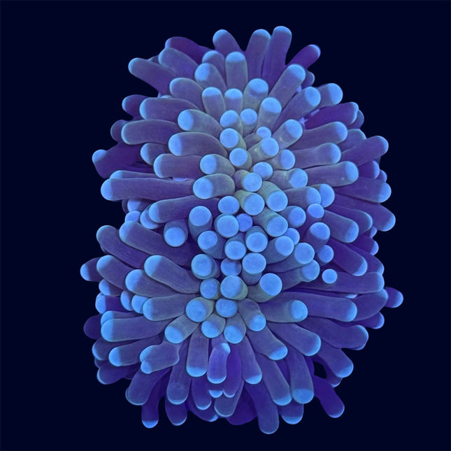Torch Coral - Tiger - B19