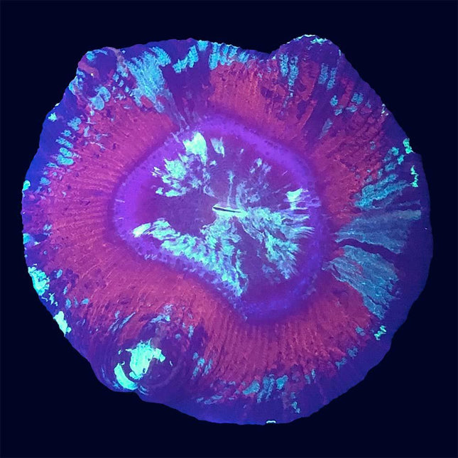 Trachyphyllia - Multicolor Grade A - A33