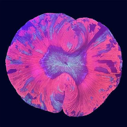 Trachyphyllia - Red Multicolor - C53