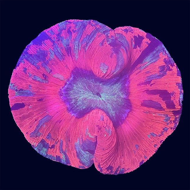 Trachyphyllia - Red Multicolor - C53
