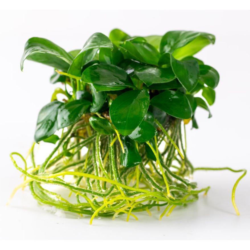 Tropica Anubias barteri nana 1-2-Grow! Aquarium Plant close-up