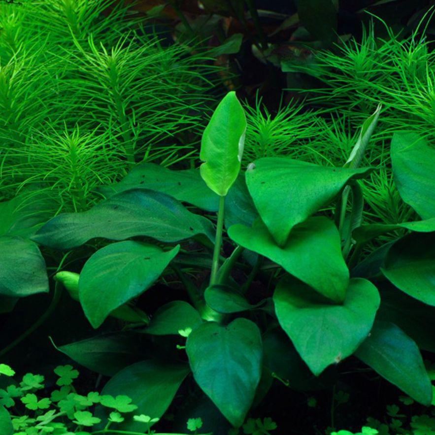 Tropica Anubias barteri nana 1-2-Grow! Aquarium Plant in the home aquarium