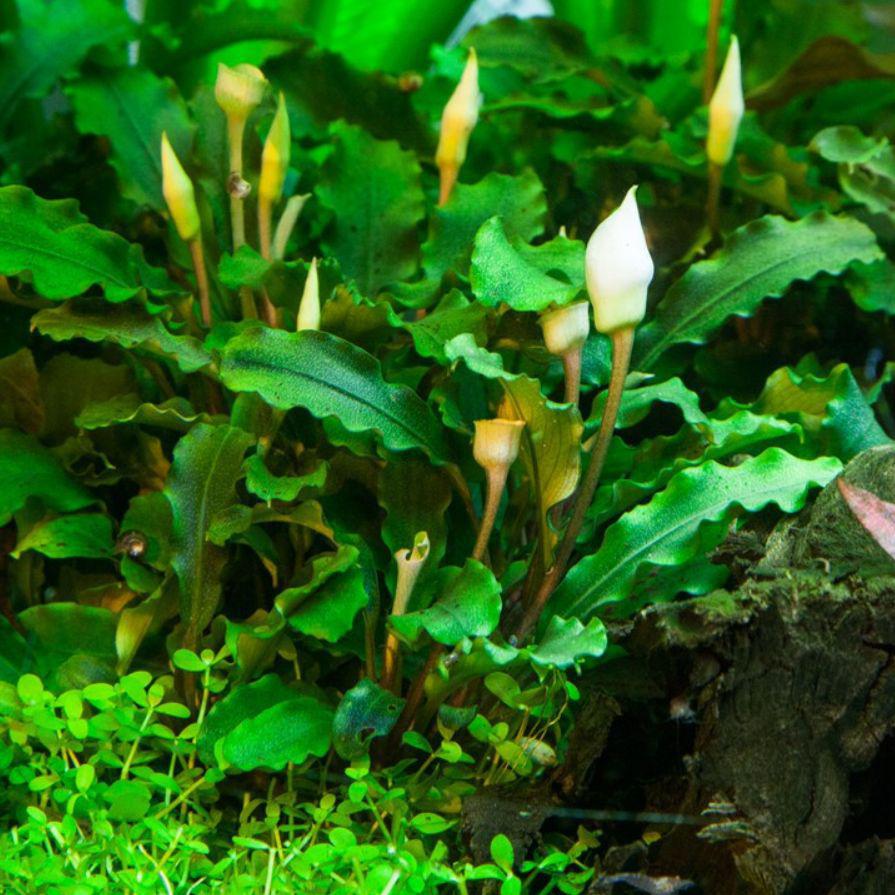 Tropica Bucephalandra pygmaea 1-2-Grow! Aquarium Plant in the aquarium