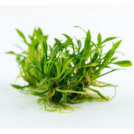 Tropica Cryptocoryne parva 1-2-Grow! Aquarium Plant close-up
